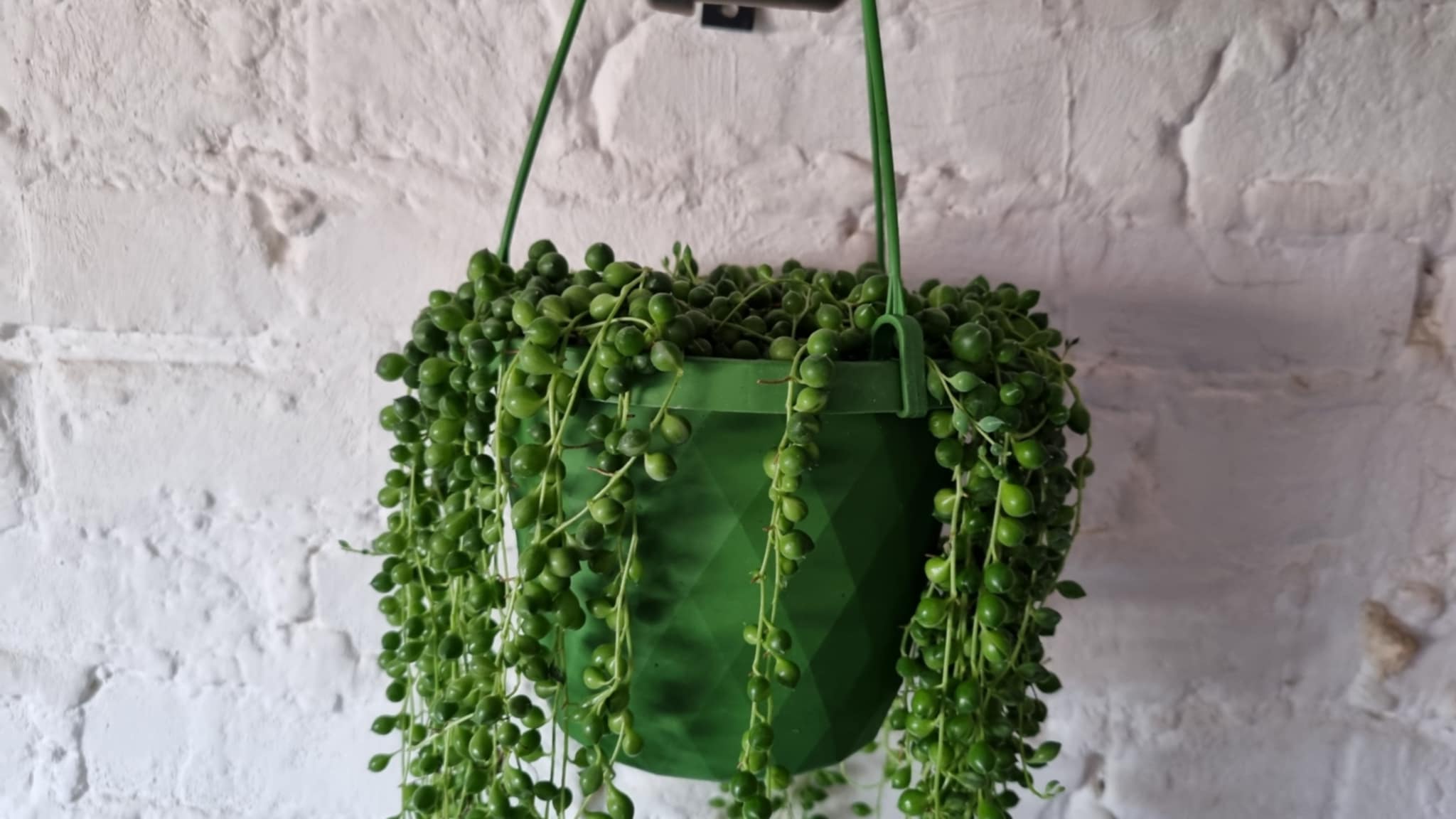 Erwtenplant